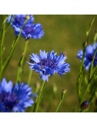 Sachet de graines de bleuet 2