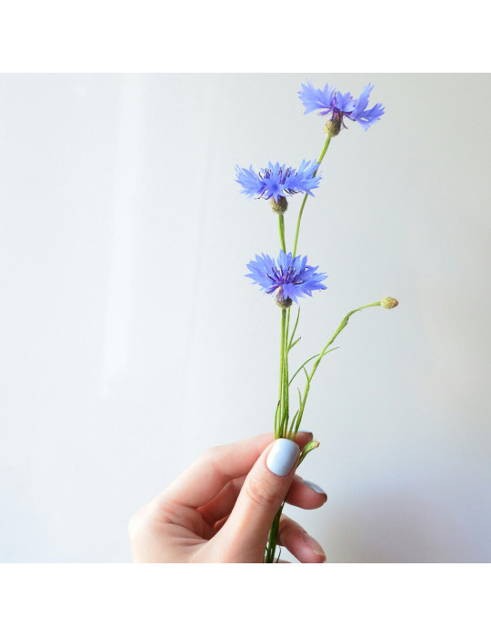 Sachet de graines de bleuet